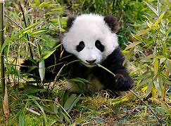 Image result for Panda Sitting Eating Bamboo