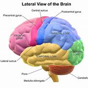 Image result for Working Memory Head