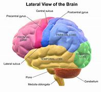 Image result for work memory brain region