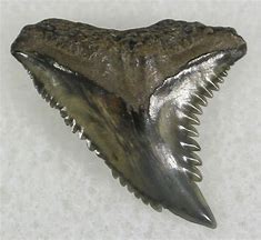 Image result for Fossilized Shark Teeth