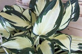Image result for Hosta Fire and Ice