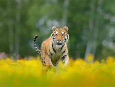 Image result for Siberian Tigers Attacking Animals