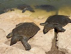 Image result for Animals Native to Israel