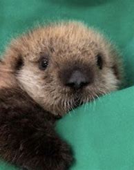 Image result for Sea Otter Babies