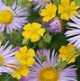 Image result for Pics of Flowers