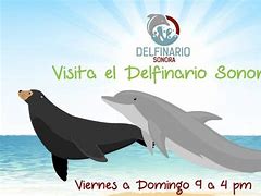 Image result for delfinario