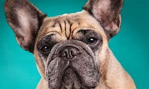 Image result for Cool Dog Wallpapers for Laptop