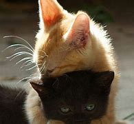 Image result for Kitty Cat Hug