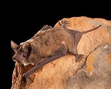 Image result for Bat Tail Hanging