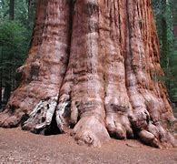 Image result for Biggest Tree in the World Ever Recorded