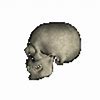 Image result for Skull Animation