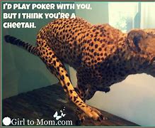 Image result for Cheetah Puns