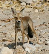 Image result for Silver Fox Nafud Desert
