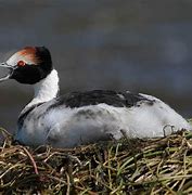 Image result for Podiceps gallardoi