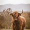 Image result for Fluffy Cow Profile Picture