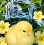 Image result for Cute Animals Flowers