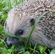 Image result for Porcupine vs Hegehog