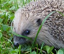 Image result for Are Hedgehogs and Porcupines Related
