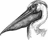 Image result for Free Drawings of Pelicans