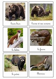 Image result for Photos Animaux PDF
