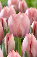 Tulipa Salmon van Eijk 的图像结果