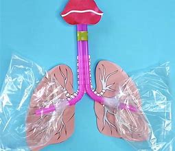 Image result for Lung Model