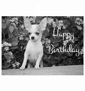Image result for Happy Birthday Chihuahua Meme