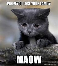 Image result for Maow Cat Meme
