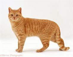Image result for Orange Cat Full Body