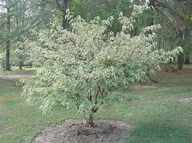 Résultat d’images pour Cornus kousa Roberts Select