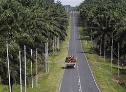 Image result for Local Industry in Sarawak
