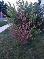 Image result for Pink Pussy Willow