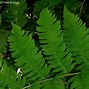 Image result for Dryopteris goldiana