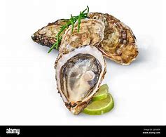 Image result for Oyster Clam