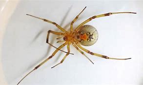 Image result for Florida Most Poisonous Spider