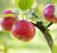 Image result for Apple Growing On Tree