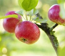 Image result for Apple Growth