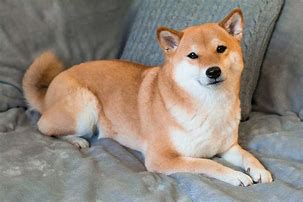 Image result for Shiba Inu Chonk