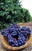Image result for Purple Grape 5s Retro S