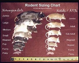 Image result for Rat Size Chart