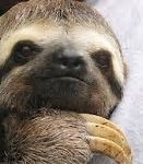 Image result for Funny Random Sloth