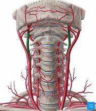 Image result for Carotid Artery Anatomy Diagram