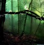 Image result for Beautiful Magical Forest Creatures