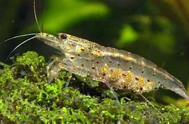 Image result for caridina_multidentata