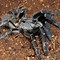 Image result for South African Baboon Spider