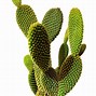 Image result for Desert Cactus PNG