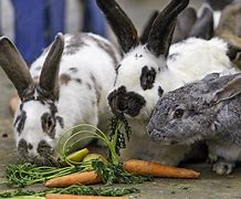Image result for Bunny with Carrot