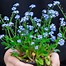 Image result for Forget Me Not in Round Pots