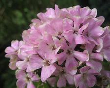 Image result for Phlox Sherbet Cocktail ® (Paniculata-Group)
