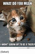 Image result for Funny Baby Cat Memes